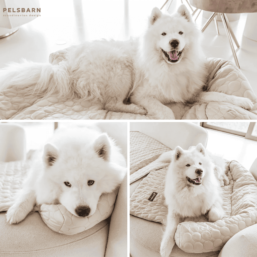 image dog