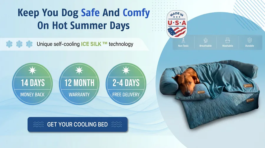 Keep your dog safe and comfy on hot summer days