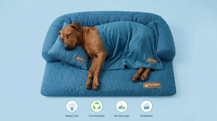 image dog