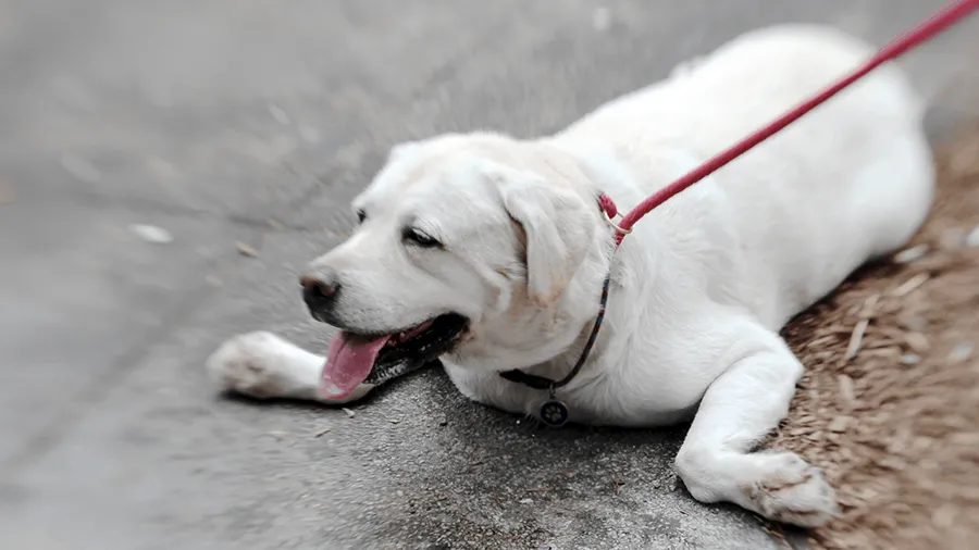 image dog